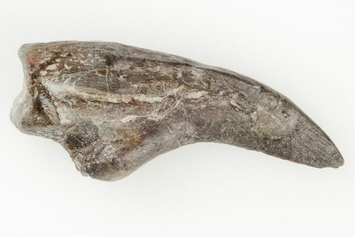 Exceptional Fossil Dimetrodon Claw - Texas #197353